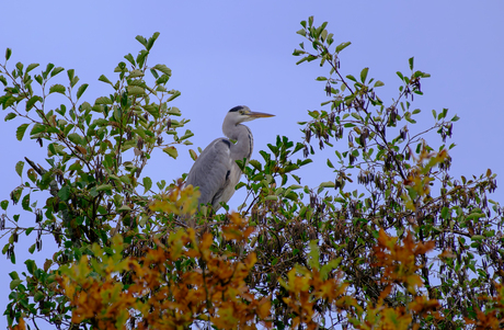 Reiger in herfstkleuren