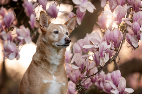 Zino - blossom