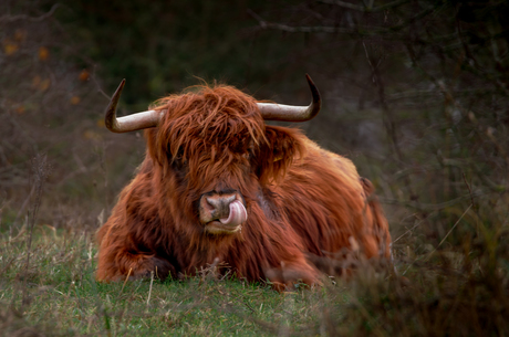 Schotse Hooglander