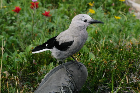 Deze Nutcracker land op m'n schoen terwijl we een appeltje lagen te eten in de rockie mountains.