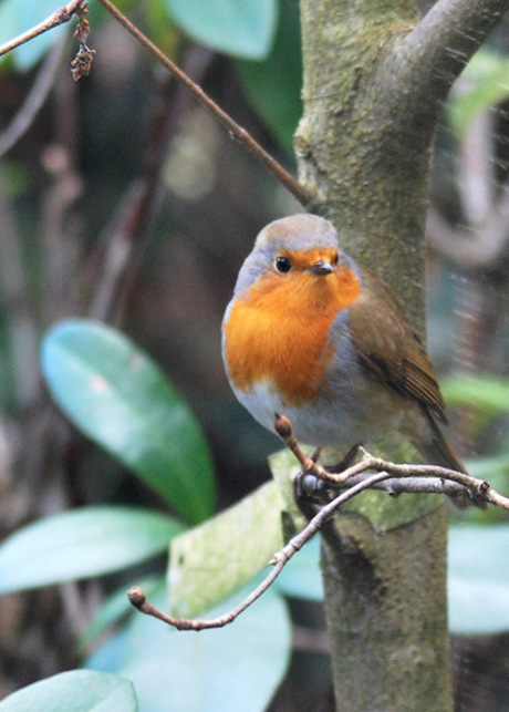 Roodborstje gespot in de tuin