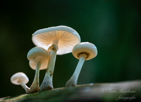 herfst in het bos