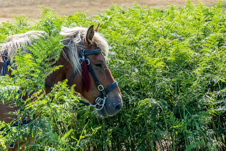 Het paard tussen de varens