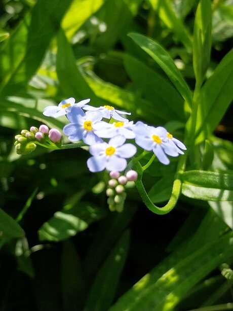 Sleutelbloemen