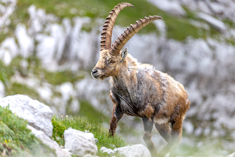 Ibex verliest wat