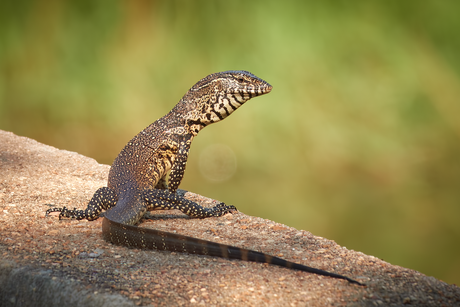 Water monitor.