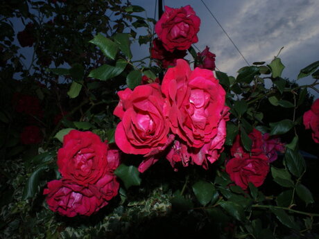 Roses by night