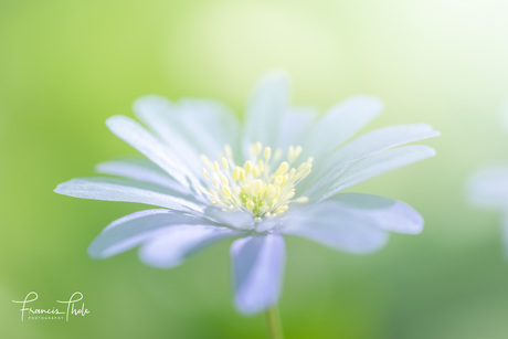 Macro zomeropdracht 1