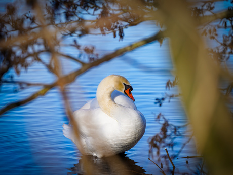 Zwaan in doorkijkje