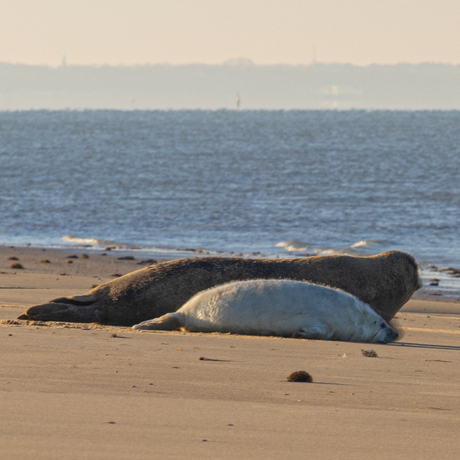 Moeder zeehond met pup