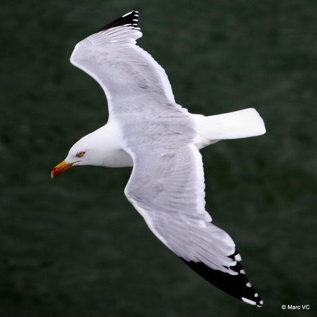 In Volle Vaart