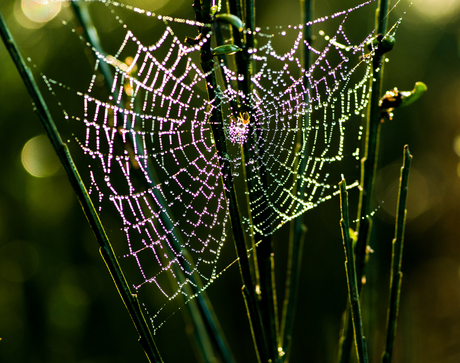 Spin in het web