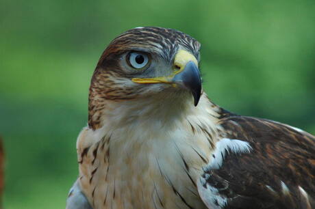 Koningsbuizerd Kelly