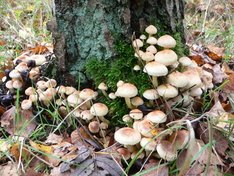 Paddestoelen in Cronebos