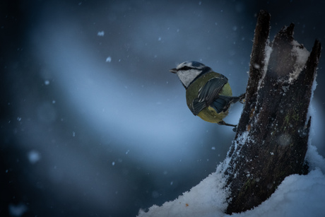 Pimpelmees in de sneeuw