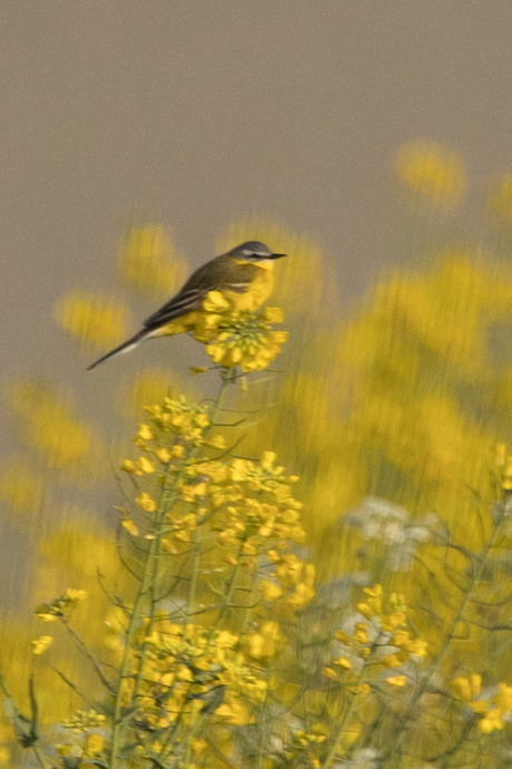 gele kwikstaart in geel koolzaad