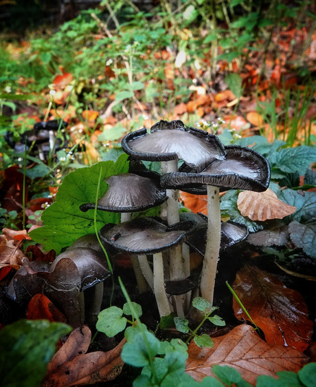 De grote kale inktzwam!🍄‍🟫🖤🍂