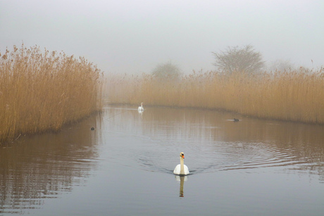 Zwanen in de mist