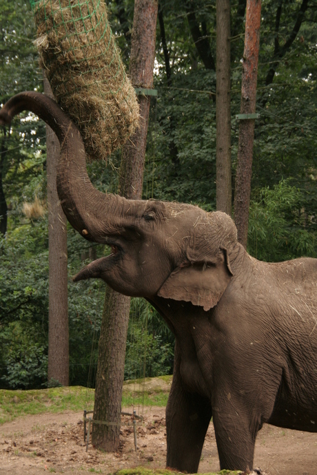 Olifant