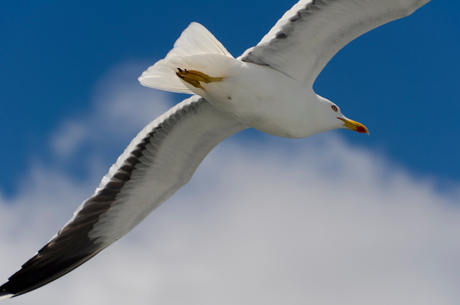 Zeemeeuw in vogelvlucht