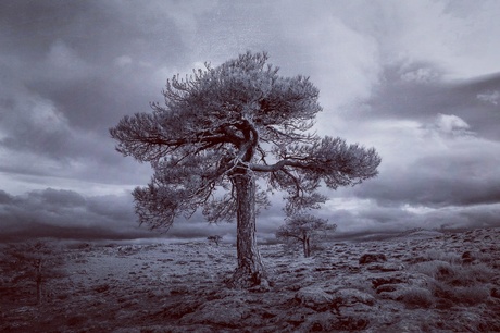 Tree in the storm