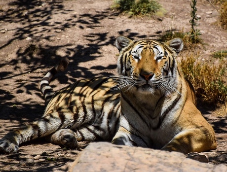 Tijger Terra Natura Benidorm