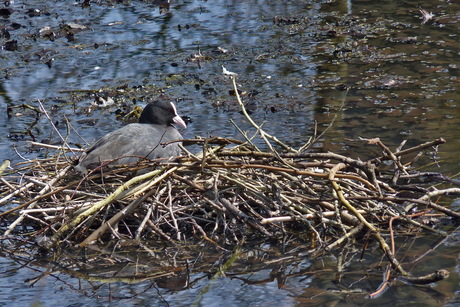 meerkoet op nest