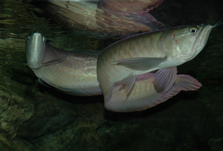 Arowana