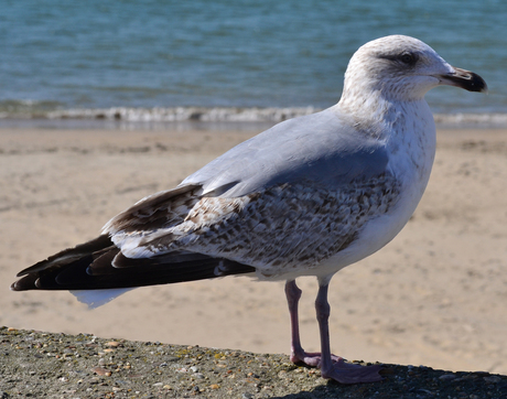 Dagje Scheveningen