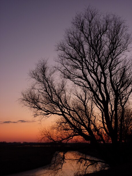 Boom in licht ondergaande zon