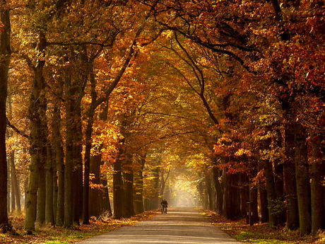 fietsers op lange laan in herfstkleuren