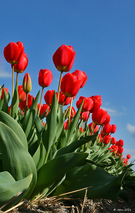 Tulpen (2013) 8