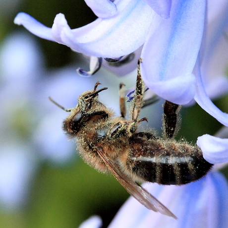 bij op bloem