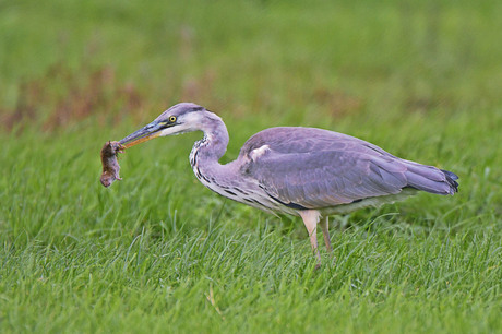 Reiger vs muis