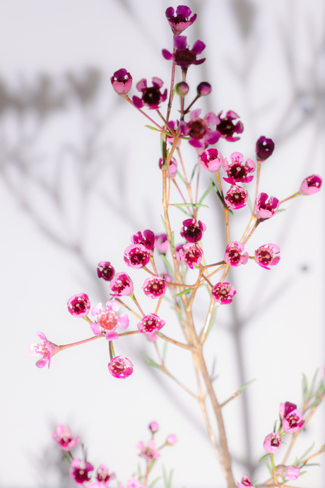 happy flower