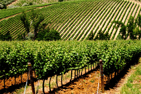 Wijngaarden inm Chianti