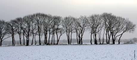 Bomenrij in de sneeuw.
