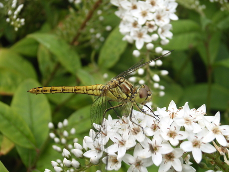 Libelle