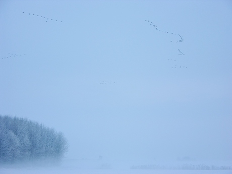 Ganzen in de mist