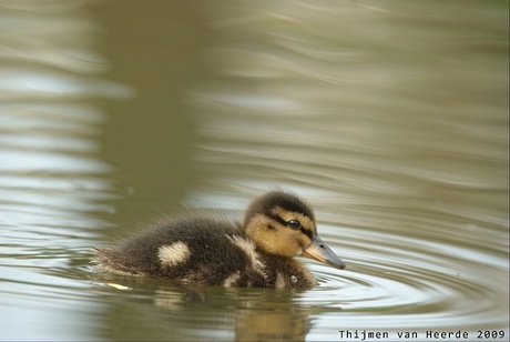 jonge wilde eend