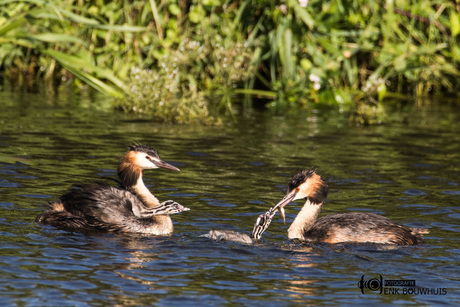 Jonge fuut die een vis krijgt