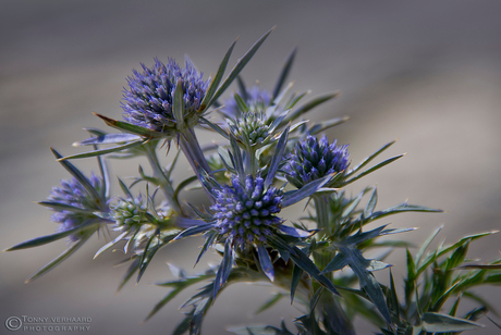 Eryngium