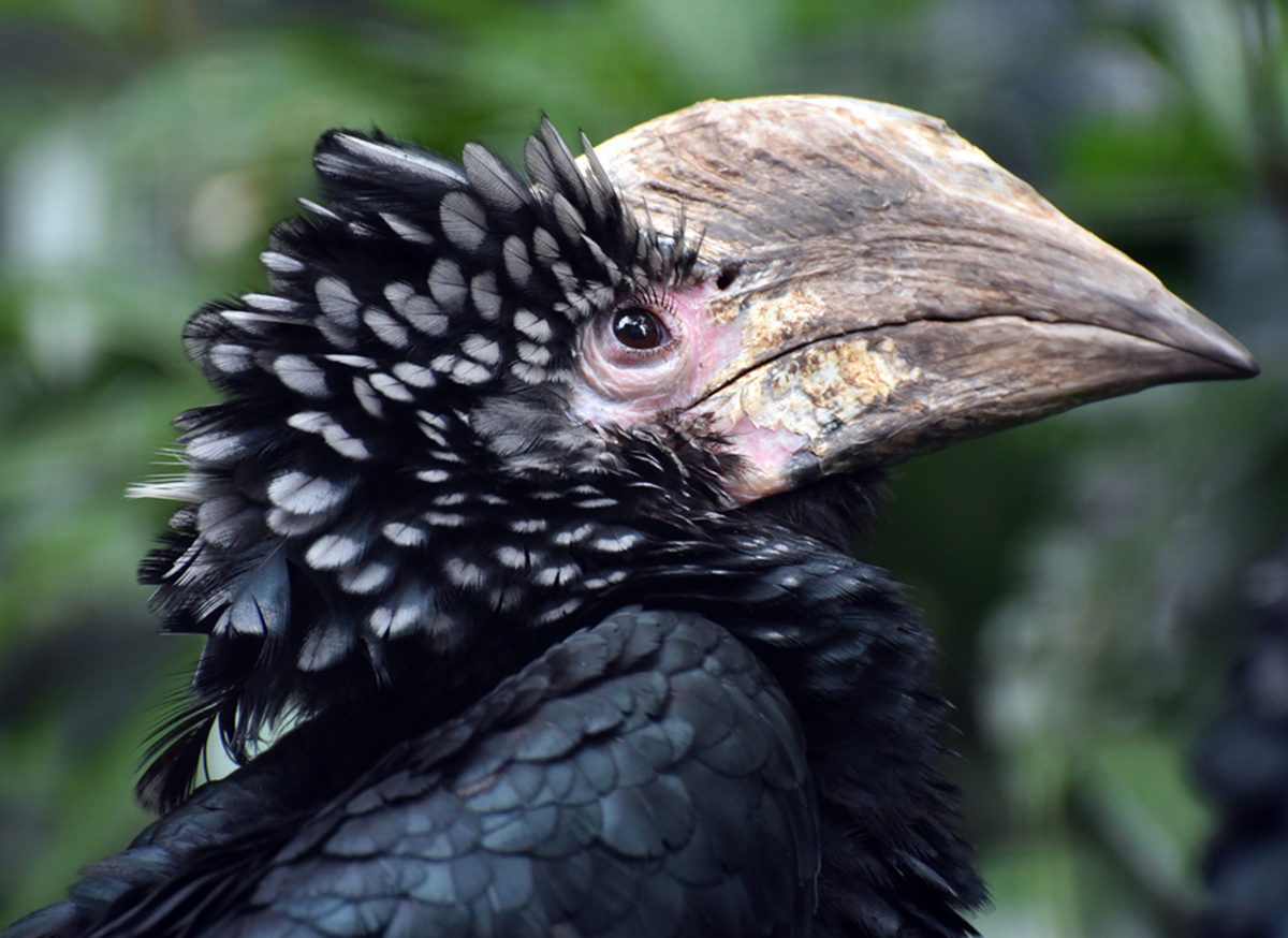 27CC1CAF6BDAF17618808434ED7F4736-zilverwangneushoornvogel-kijkt-omhoog.jpg?w=1200