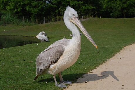 Overloon zoo