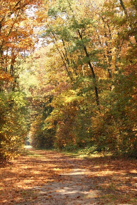 Herfstkleuren