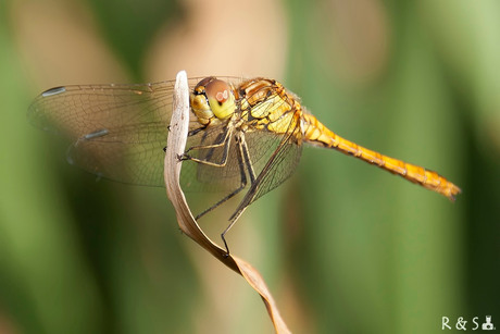 Nog even verder doorbuigen