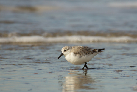 Drieteen strandloper