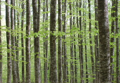 Fagus forest