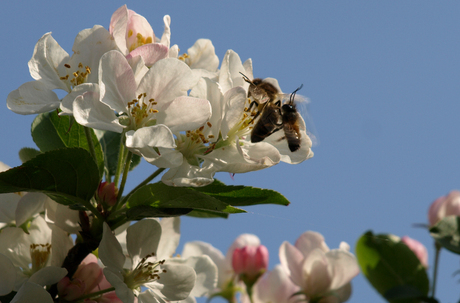 Appelboom 2009