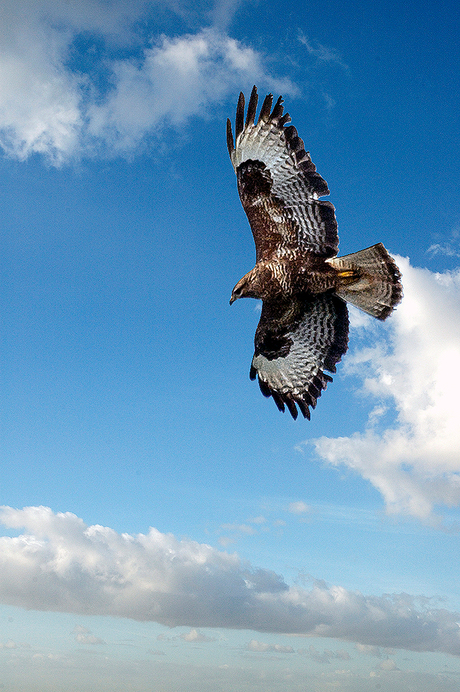 Buizerd